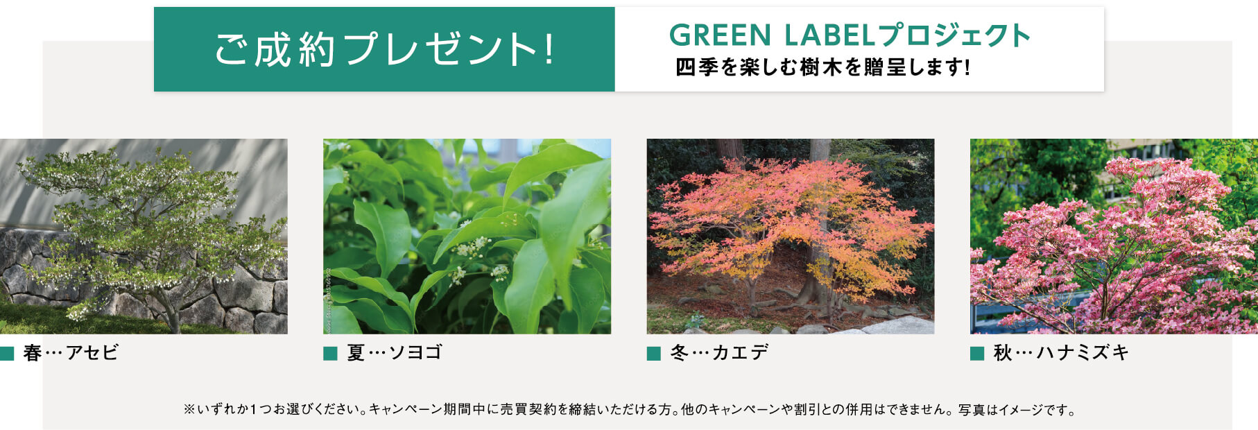 ご成約プレゼント！GREEN LABELプロジェクト 四季を楽しむ樹木を贈呈します。春のアセビ、夏のソヨゴ、冬のカエデ、秋のハナミズキの4種からいずれか1つお選びいただけます。