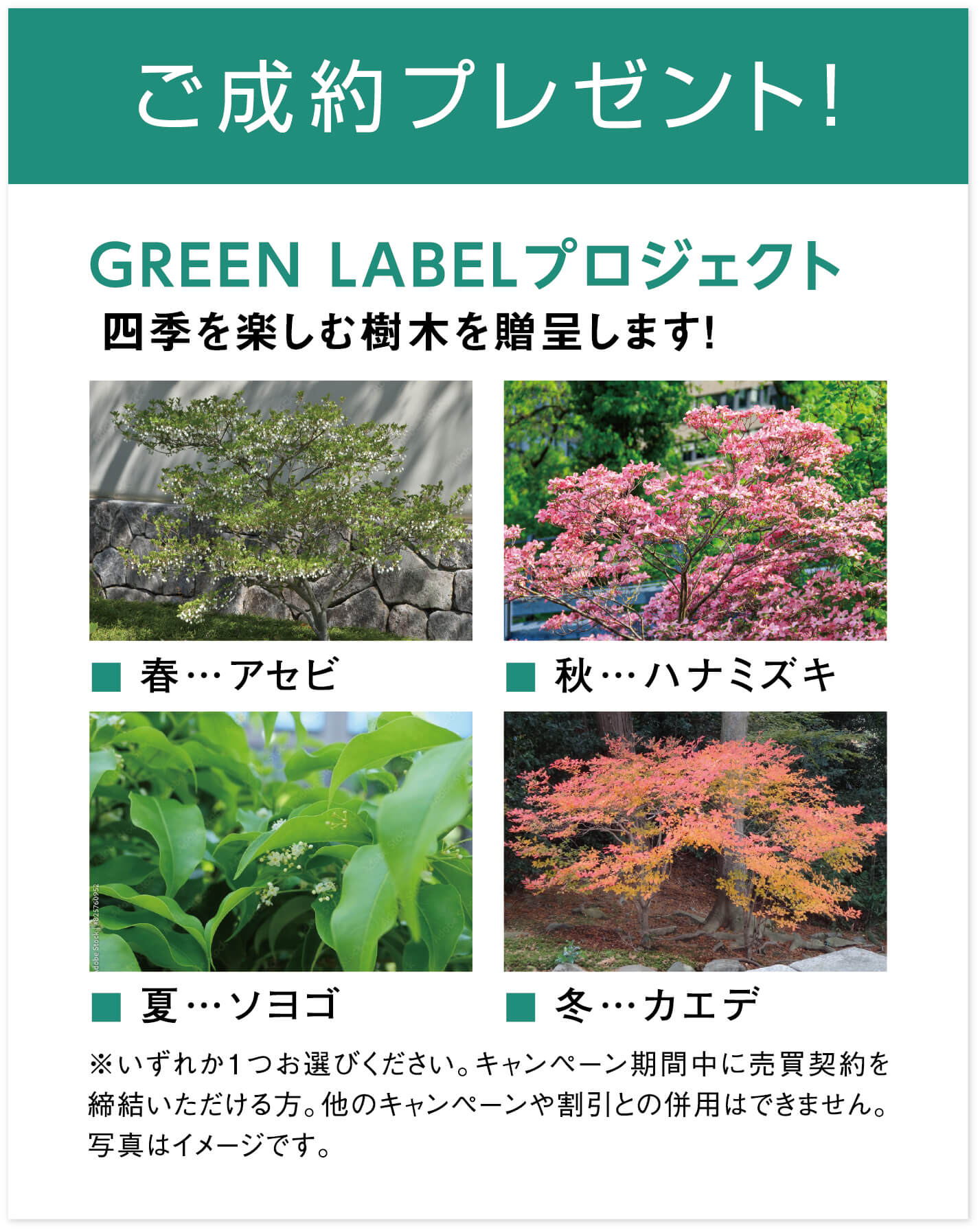 ご成約プレゼント！GREEN LABELプロジェクト 四季を楽しむ樹木を贈呈します。春のアセビ、夏のソヨゴ、冬のカエデ、秋のハナミズキの4種からいずれか1つお選びいただけます。